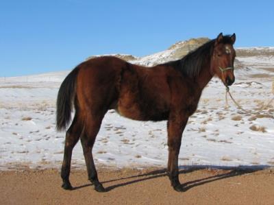 Paddys Gin Simba JW <BR> AQHA 5820154